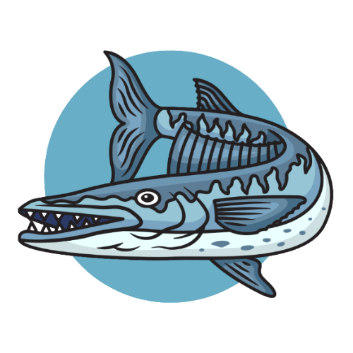 Barracuda