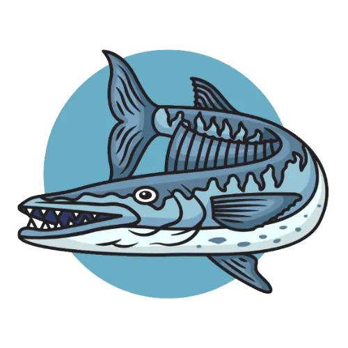 Barracuda